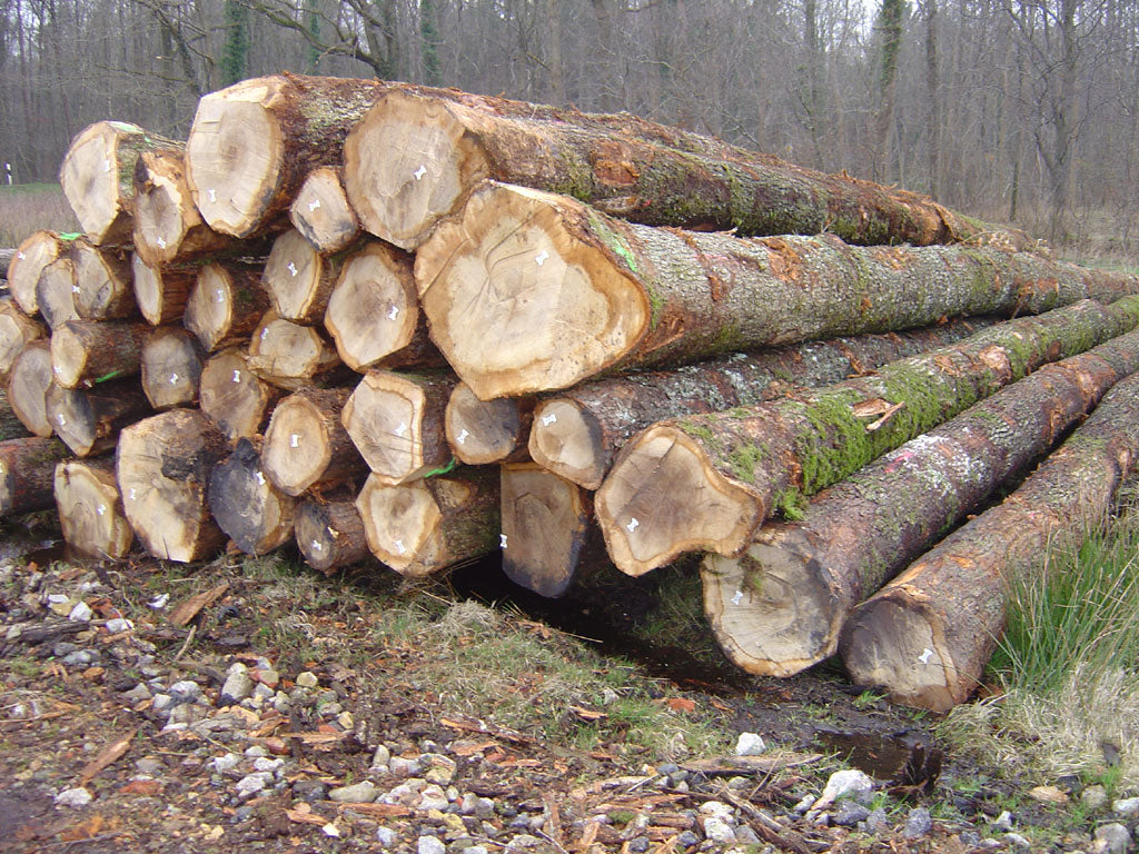 Eschenstammholz Spitzenqualität (PEFC) per LKW (3m bis 10m)