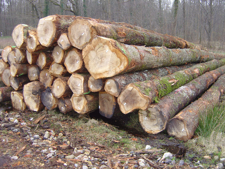 Eschenstammholz Spitzenqualität (PEFC) per LKW (3m bis 10m)
