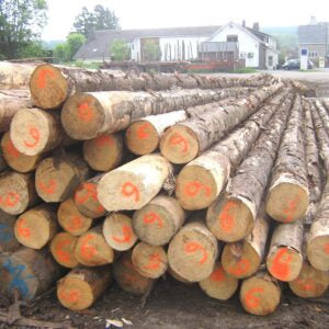 Gemischtes Laub-Hartholz Stammholz PEFC per LKW (3m-10m)