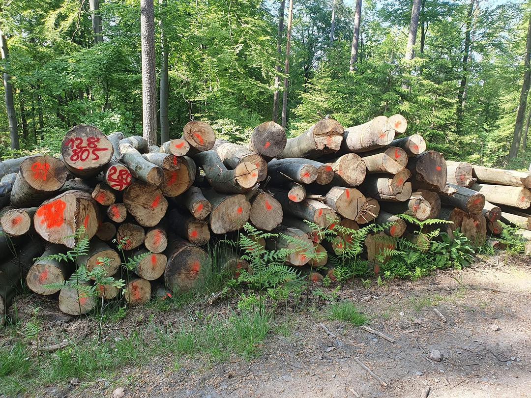 Hochwertiges Eichenstammholz PEFC per LKW (3m-10m)